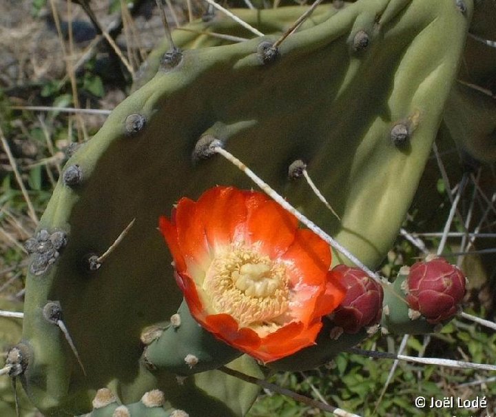 Opuntia quimilo Cruz del Eje Arg ©JL